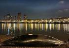 LONDRES: APARECIÓ UNA BALLENA MUERTA EN LA ORILLA DEL TÁMESIS