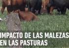 BUENOS AIRES: IMPACTO DE LAS MALEZAS EN LAS PASTURAS