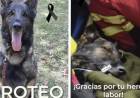 FALLECIÓ “PROTEO”, UNO DE LOS PERROS RESCATISTAS MEXICANOS ENVIADOS A TURQUÍA