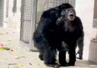 VAINILLA, UNA CHIMPANCÉ DE 29 AÑOS, VIO EL CIELO POR PRIMERA VEZ