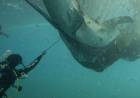 BUZOS SALVARON EN INDONESIA A CINCO TIBURONES ATRAPADOS EN UNA RED DE PESCA