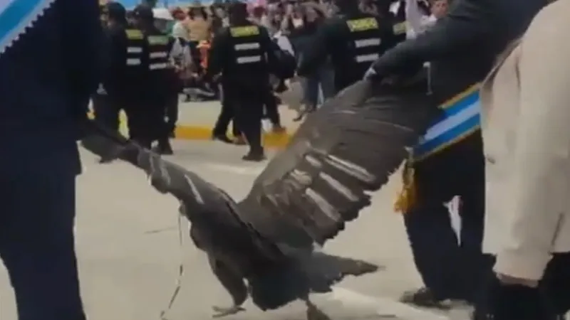 ALCALDE PERUANO PROCESADO POR ARRASTRAR UN CÓNDOR DURANTE UN DESFILE