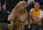 BRODIE, EL PERRO QUE SE LLEVÓ TODAS LAS MIRADAS EN EL PARTIDO DE LOS LAKERS