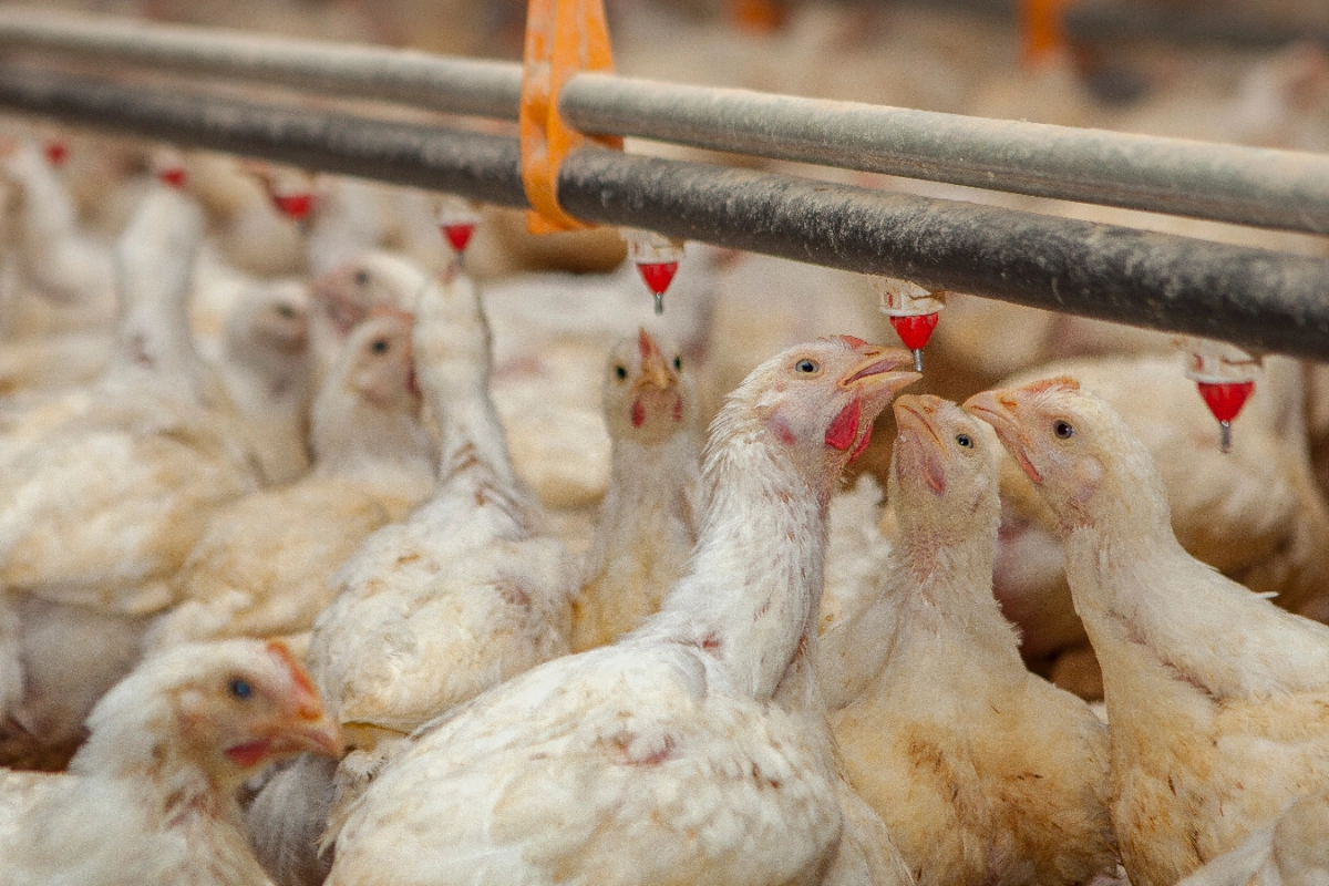 REFUERZAN CONTROLES DE INFLUENZA AVIAR POR BROTE EN GRANJA COMERCIAL EN BRASIL