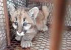 SAN LUIS: RESCATAN A UN CACHORRO DE PUMA EN EL DURAZNITO