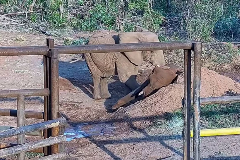 “DURMIERON ABRAZADAS HASTA EL FINAL”: LA EMOTIVA AMISTAD DE PUPY Y KENYA