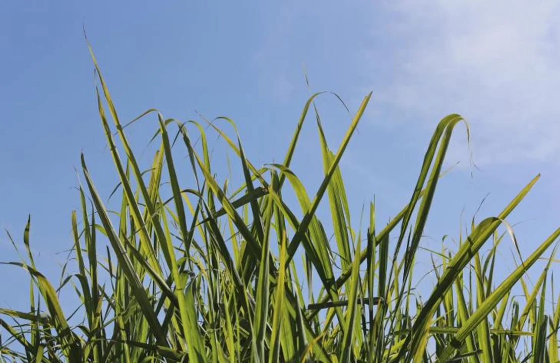 TUCUMÁN LOGRA RÉCORD HISTÓRICO DE MOLIENDA AL CIERRE DE LA ZAFRA 2025