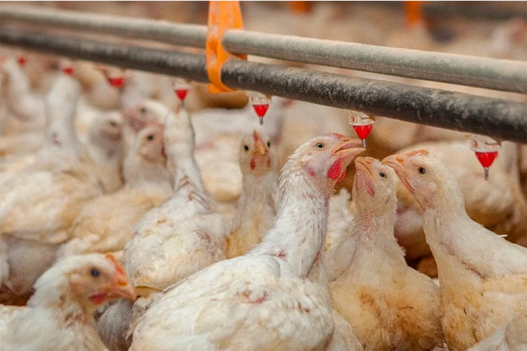 Uruguay declaró emergencia sanitaria por gripe aviar y crece la alerta regional