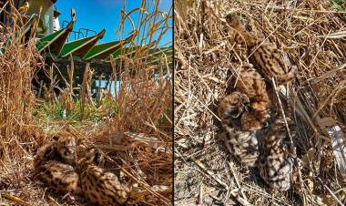 LA PAMPA: UN PRODUCTOR COSECHABA EN CAMPO DE MAÍZ Y ENCONTRÓ CUATRO CRÍAS DE PUMA