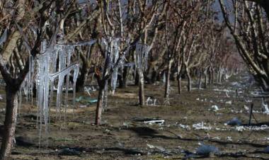 POR LAS HELADAS EN MENDOZA SE DECLARÓ LA EMERGENCIA AGROPECUARIA