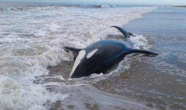 BUENOS AIRES: HAY 7 ORCAS ENCALLADAS EN MAR CHIQUITA