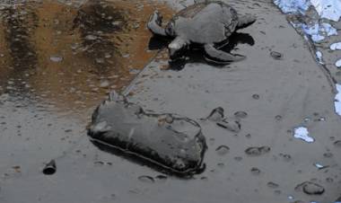 BRASIL: 2500 KILÓMETROS DE PLAYAS EN RIESGO POR DERRAME DE PETRÓLEO