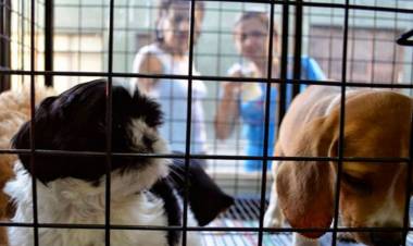PROHIBIRÁN LA EXHIBICIÓN Y VENTA DE ANIMALES EN SALTA 