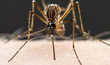 SE CONFIRMARON SEIS CASOS DE DENGUE EN MISIONES Y HAY OTROS SIETE EN ESTUDIO