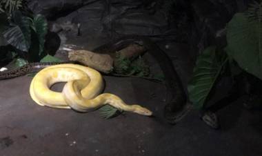 SAN LUIS DONÓ UNA PITÓN ALBINA AL SERPENTARIO DE TIGRE
