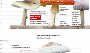 CÓRDOBA: UN HOMBRE MURIÓ POR CONSUMIR EL "HONGO DE LA MUERTE"