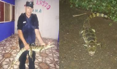 EN SALTA LA POLICÍA CAPTURÓ A DOS YACARÉS 