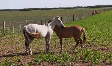 EN LA PROVINCIA DE SAN LUIS HABRÁ BUEN TIEMPO Y TEMPERATURAS EN ASCENSO DURANTE EL MARTES Y MIÉRCOLES