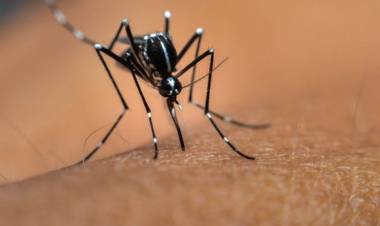 EN VILLA MERCEDES, DETECTAN UN NUEVO CASO DE DENGUE IMPORTADO EN LA PROVINCIA DE SAN LUIS