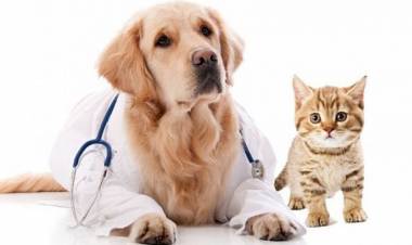 LANZAN UNA CAMPAÑA ANTIRRÁBICA PARA PERROS Y GATOS EN VILLA MERCEDES