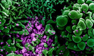 EE.UU.: LOGRARON IDENTIFICAR EL ORIGEN DEL SARS-COV-2