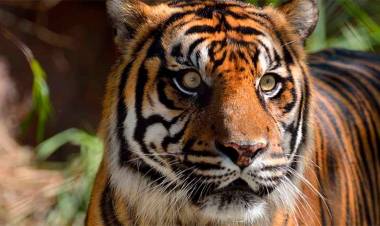 INDONESIA: DOS TIGRES DIERON POSITIVO A CORONAVIRUS E INVESTIGAN COMO SE CONTAGIARON