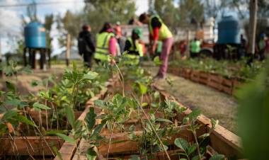POLÍTICA MEDIOAMBIENTAL: ARRIBARON A LA PROVINCIA DE SAN LUIS 14.000 FRESNOS PROCEDENTES DEL CHACO