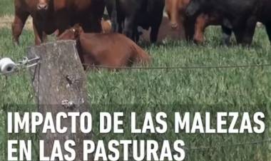 BUENOS AIRES: IMPACTO DE LAS MALEZAS EN LAS PASTURAS