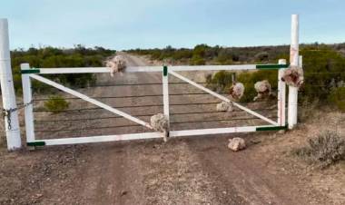 CHUBUT: ROBARON OVEJAS DE UN CAMPO Y DEJARON CABEZAS COLGADAS DE LA TRANQUERA
