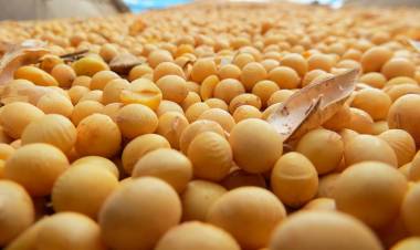 SEGÚN EMPRESARIOS, EN EL PRIMER DÍA DEL DÓLAR SOJA SE VENDIÓ CERCA DE UN MILLÓN DE TONELADAS