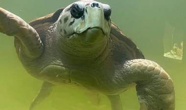 DESDE MENDOZA TRASLADARÁN HACIA MAR DEL PLATA AL TORTUGO "JORGE" TRAS 40 AÑOS DE CAUTIVERIO