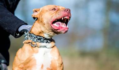 HORROR EN CÓRDOBA: FUE ATACADA POR SU PITBULL Y SUFRIÓ LA AMPUTACIÓN DE UN BRAZO