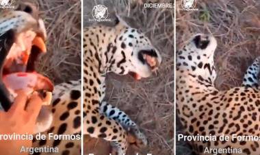 MATÓ UN YAGUARETÉ DE 150 KILOS, UNA ESPECIE EL PELIGRO DE EXTINCIÓN, LO MOSTRÓ EN REDES Y CAYÓ PRESO