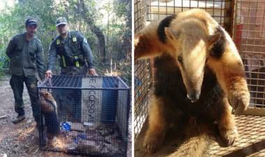 MISIONES: UN OSO MELERO RESCATADO POR GUARDAPARQUES DEL PARQUE PROVINCIAL PIÑALITO SUR FUE LIBERADO