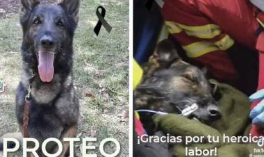 FALLECIÓ “PROTEO”, UNO DE LOS PERROS RESCATISTAS MEXICANOS ENVIADOS A TURQUÍA