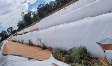 EN UN ATAQUE A UNA COOPERATIVA ROMPIERON 51 SILOBOLSAS EN BUENOS AIRES: 10.000 TONELADAS DE TRIGO COMPROMETIDAS