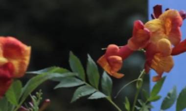 BUENOS AIRES: AVANCES DEL INTA EN FLORICULTURA