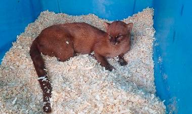 SAN LUIS: LA NATURALEZA DE “LAS HIGUERITAS” SERÁ EL ESCENARIO ELEGIDO PARA LIBERAR DIFERENTES ANIMALES RECUPERADOS