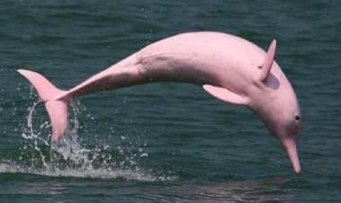 DELFINES ROSADOS EN ESTADOS UNIDOS
