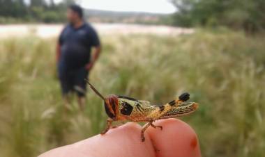 CÓRDOBA: SIMULACRO SOBRE CONTROL DE LANGOSTAS