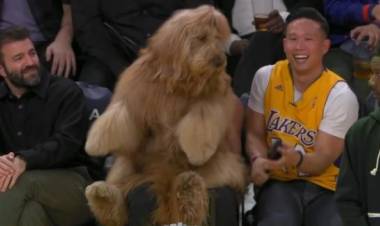 BRODIE, EL PERRO QUE SE LLEVÓ TODAS LAS MIRADAS EN EL PARTIDO DE LOS LAKERS
