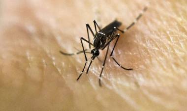 AUMENTARON 2.500% LOS CASOS DE DENGUE ARGENTINA, SEGÚN INVESTIGADORA DEL CONICET: “EPIDEMIA DE BASTANTE MAGNITUD” 