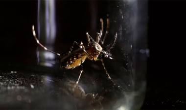 EN PLENO BROTE EN EL PAÍS, EL GOBIERNO RATIFICÓ QUE NO INCLUIRÁ LA VACUNA CONTRA EL DENGUE EN EL CALENDARIO