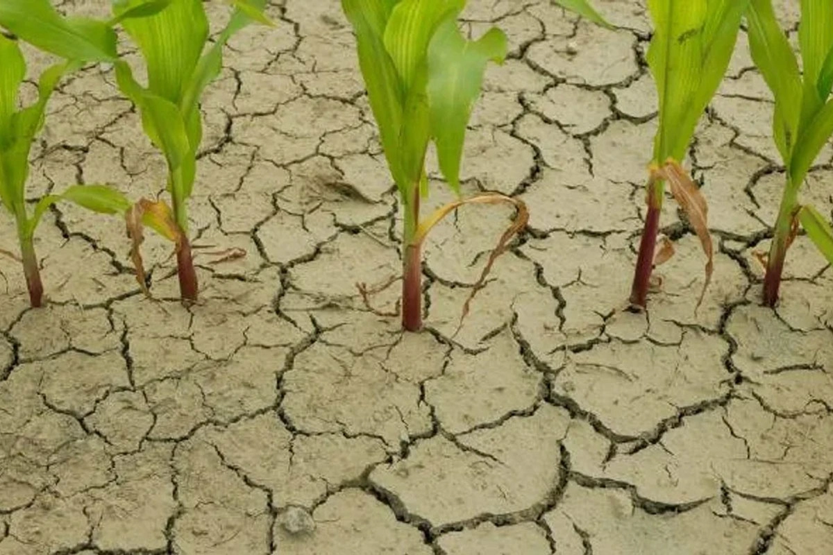 FENÓMENO METEOROLÓGICO “LA NIÑA” EN ARGENTINA: ANUNCIAN QUE SERÁ UN VERANO CON ESCASEZ DE LLUVIAS