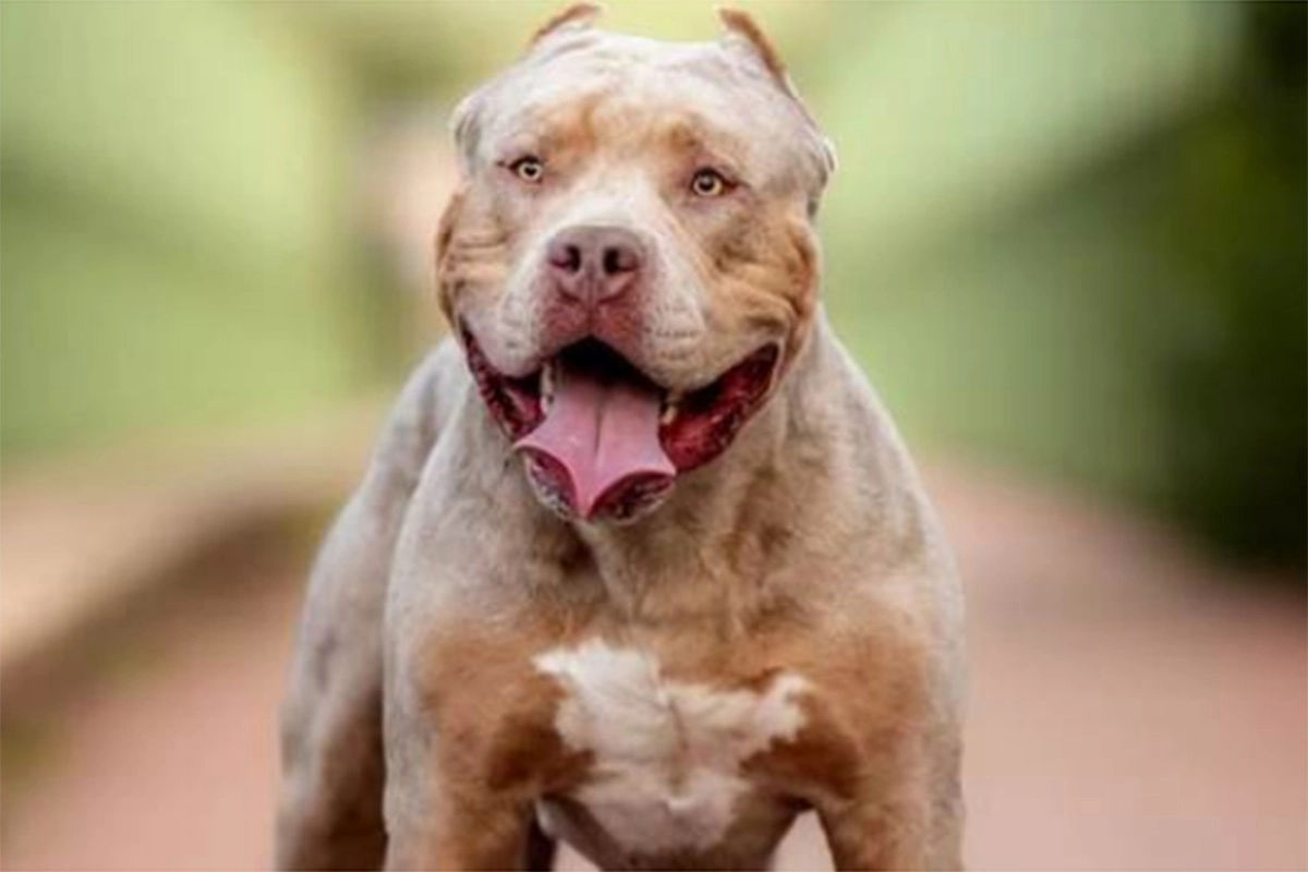 TRAGEDIA EN MAR DEL PLATA: PERRO PITBULL MATÓ A UNA BEBA DE UN AÑO EN LA CASA DE SU ABUELO