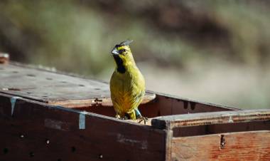MÁS DE 260 ANIMALES REINSERTADOS EN SU HÁBITAT: EL IMPACTO DE UNA POLÍTICA AMBIENTAL EFECTIVA EN SAN LUIS