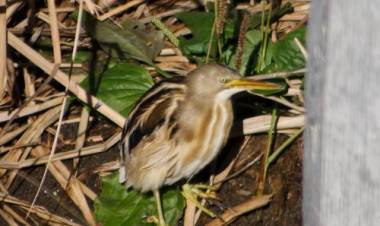 FAUNA NATIVA DE SAN LUIS: EL CENTRO DE OBSERVADORES DE AVES ‘ÑANDÚ’ REGISTRÓ UNA NUEVA ESPECIE EN VILLA MERCEDES