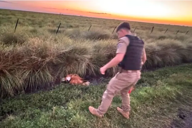 RESCATARON A UN AGUARÁ GUAZÚ DESNUTRIDO EN CÓRDOBA Y LO TRASLADARON A UNA RESERVA