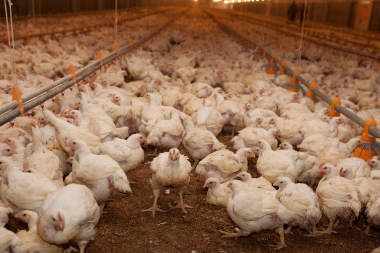 Detectaron influenza aviar en Córdoba y suspenden exportaciones