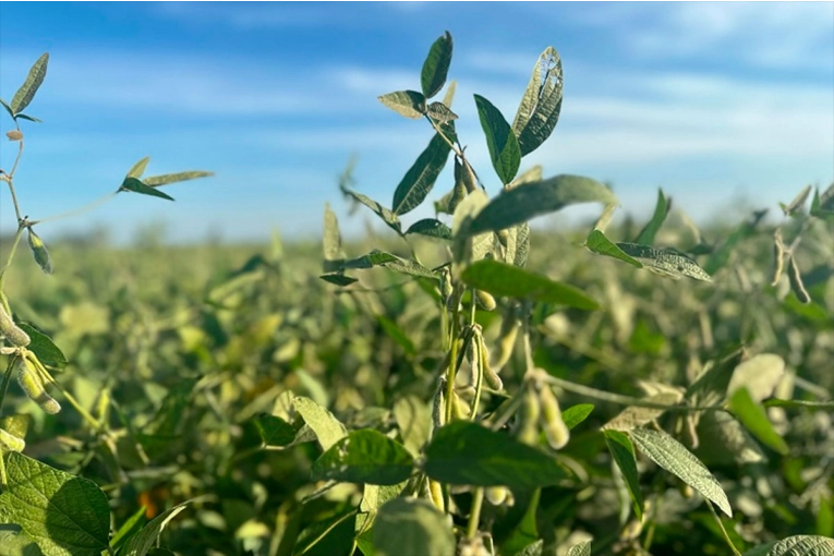 La soja alcanzó su precio más alto en casi dos años por tensión global